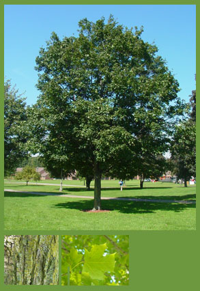 sweet maple sweet maple